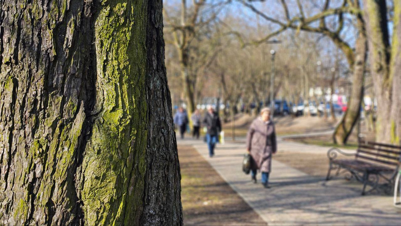 В парках Калининграда первый этап акарицидной обработки