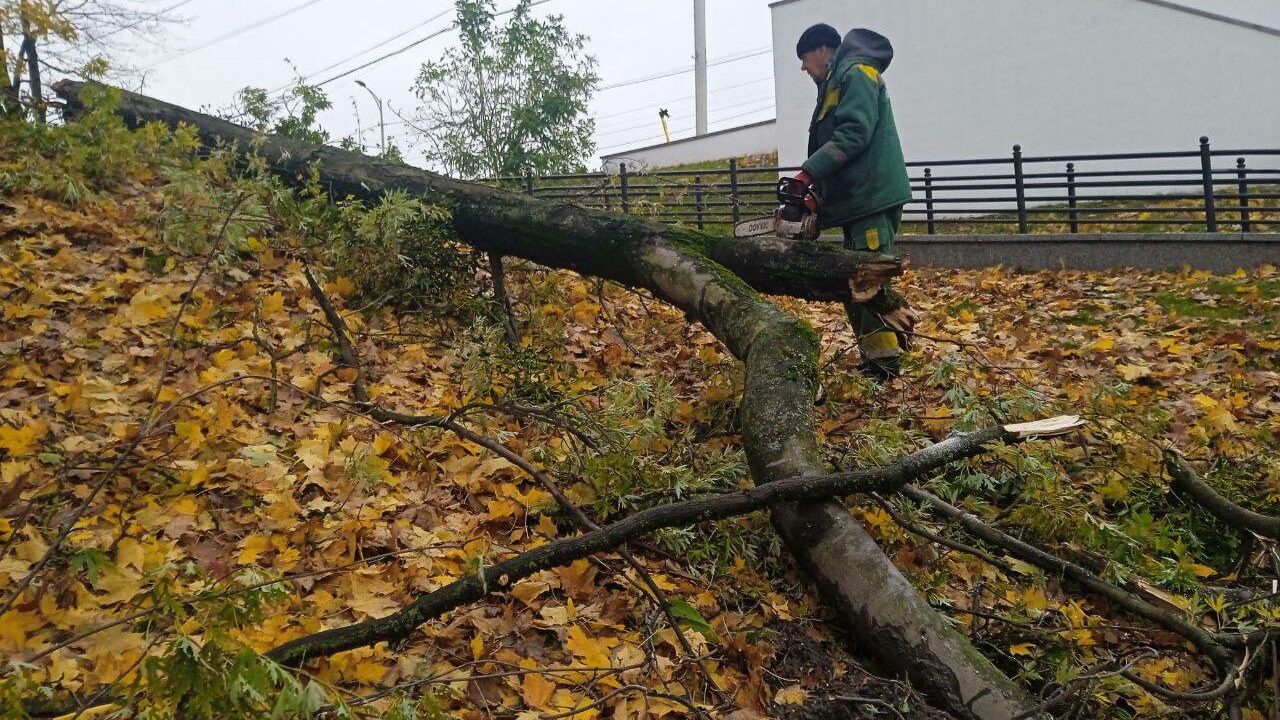 В Полесском лесничестве начали санитарные рубки больных деревьев