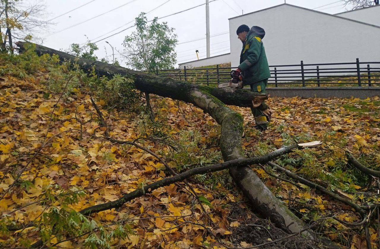 Дерево, упавшее дерево, ураган,