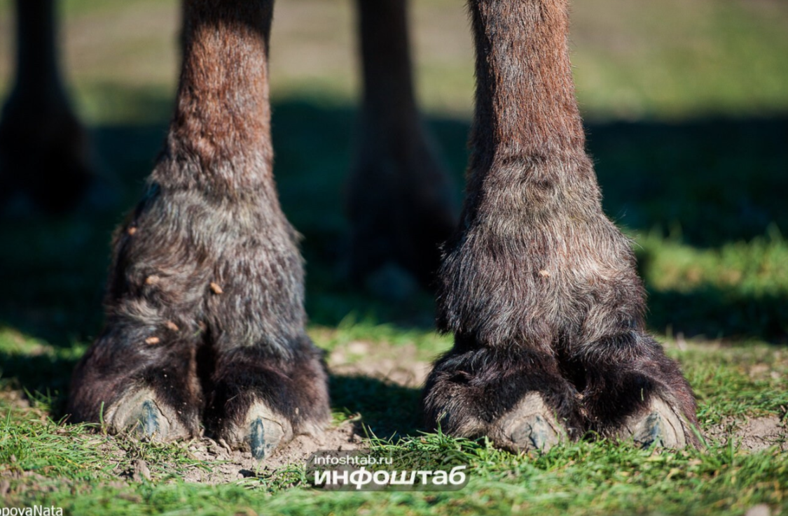 животные, верблюд