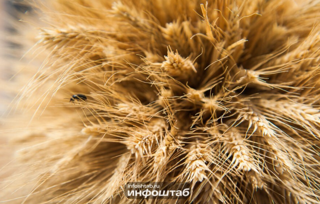 Недействительными признаны декларации на более 120 тысяч тонн зерна в регионе