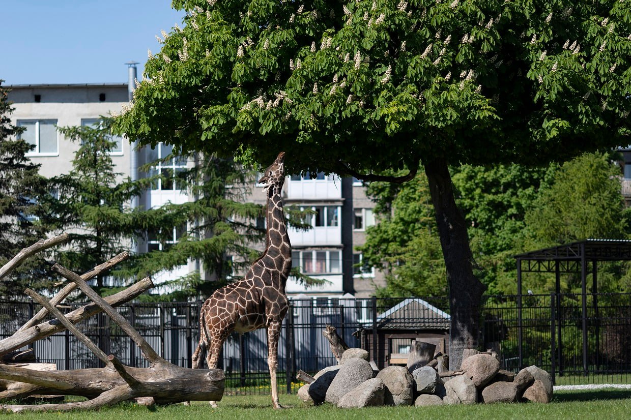 **В Калининградском зоопарке умер жираф Мэру — долгожитель и любимец посетителей** Поздно вечером **5 ноября** в Калининградском зоопарке скончался **самец сетчатого жирафа Мэру**, которому в сентябре исполнилось **18 лет**. Для самцов этого подвида такой возраст считается близким к предельному. Как сообщили в пресс-службе зоопарка, смерть животного наступила **внезапно и стремительно**. Накануне Мэру был активен, хорошо ел и гулял. Первые признаки недомогания появились утром 4 ноября — он отказался от корма и выглядел вялым. Сотрудники перевели жирафа в помещение, где он проявил интерес к веткам ивы и комбикорму, однако уже на следующее утро состояние резко ухудшилось. К оказанию помощи привлекли ведущих специалистов в области ветеринарной медицины диких животных: **Александра Семёнова** (главного ветеринара Таллинского зоопарка), **Михаила Альшинецкого** (эксперта Национальной ветеринарной палаты, основателя Госпиталя дикой природы), а также **Анастасию Высоких** и **Марияну Токунову** из Московского зоопарка. Несмотря на усилия, спасти животное не удалось. > «Ветеринарное вмешательство не дало результатов, Мэру ушёл очень стремительно», — сообщили в Калининградском зоопарке. Первоначально предполагалось, что на самочувствие жирафа могли повлиять ремонтные работы в павильоне, однако вскрытие, проведённое при участии **доктора ветеринарных наук Анны Барковой**, выявило **хронические заболевания** — тромбы в сердце, новообразование в тестикулах и признаки болезни печени. Для уточнения диагноза образцы тканей направлены на гистологическое исследование, результаты ожидаются через три недели. По данным международной системы **ZIMS**, в зоопарках мира содержится 494 сетчатых жирафа, и лишь немногие из них доживают до 20 лет. Средний возраст самцов — **15–18 лет**, поэтому Мэру по праву считался долгожителем. Жираф прибыл в Калининград из Берлинского зоопарка в **2008 году** в возрасте одного года. По воспоминаниям сотрудников, Мэру долго не решался выйти из прицепа, осторожно выглядывая наружу, — с тех пор он стал настоящим любимцем публики и символом спокойствия и величия среди обитателей зоопарка. > «Он прожил у нас добрую, полную событий жизнь. Для нас это утрата — Мэру был не просто обитателем, а частью истории Калининградского зоопарка», — подчеркнули в учреждении.