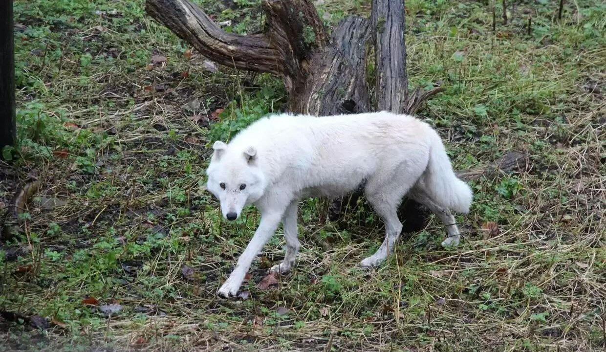 История восстановления доверия волчицы Весты в калининградском зоопарке