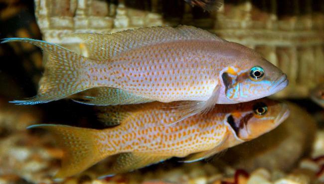 Рыбки Принцессы Бурунди демонстрируют уникальную семейную заботу