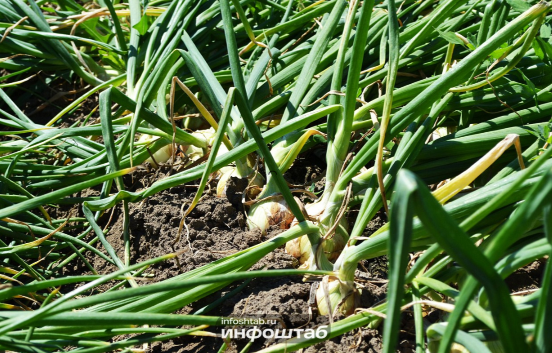 Россельхознадзор выявил сотни нарушений на сельхозземлях Калининградской области