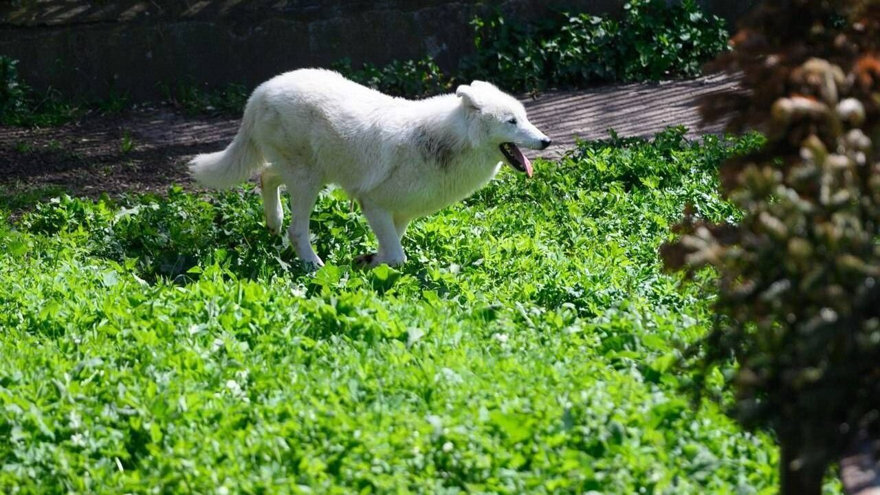 Когда в Калининградском зоопарке объединят волков Весту и Велеса