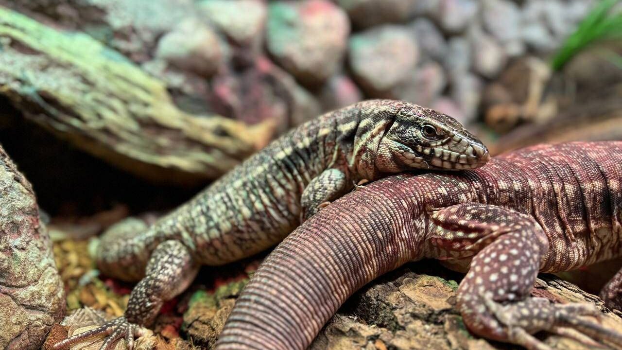 Красные тегу переехали в просторный вольер Тропического дома