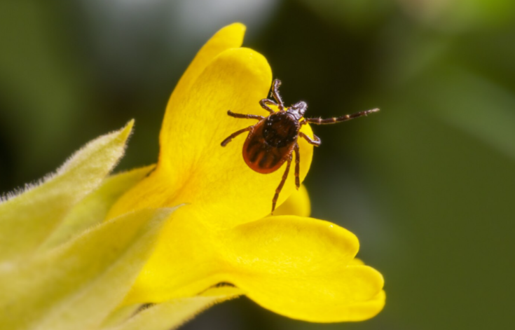 Учёные предупредили о ранней активности клещей