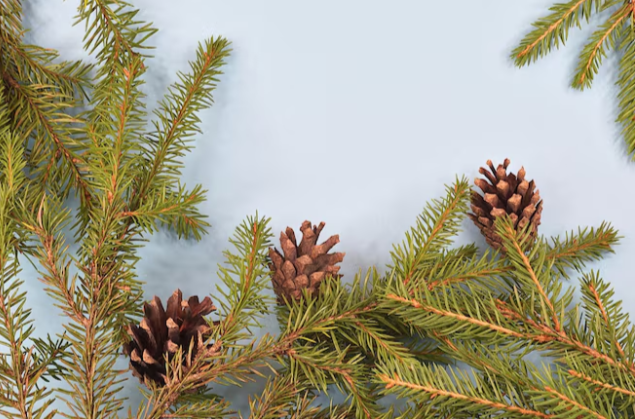 День Василия Капельника: сосновые ветки в доме на удачу