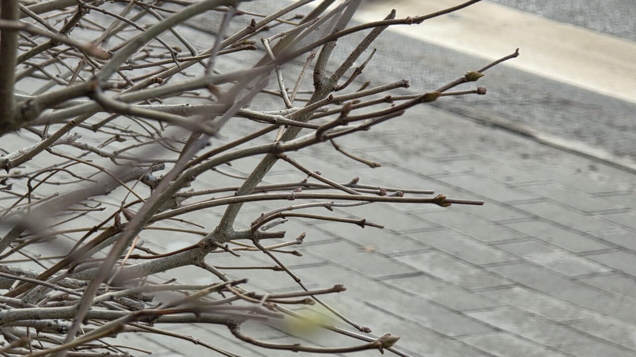 Народные приметы 7 марта и запреты Маврикиева дня