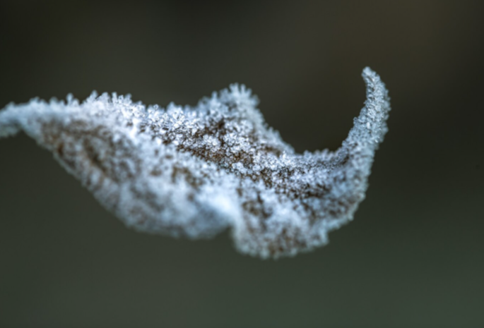 Калининградской области ожидаются ночные заморозки и прохладный четверг