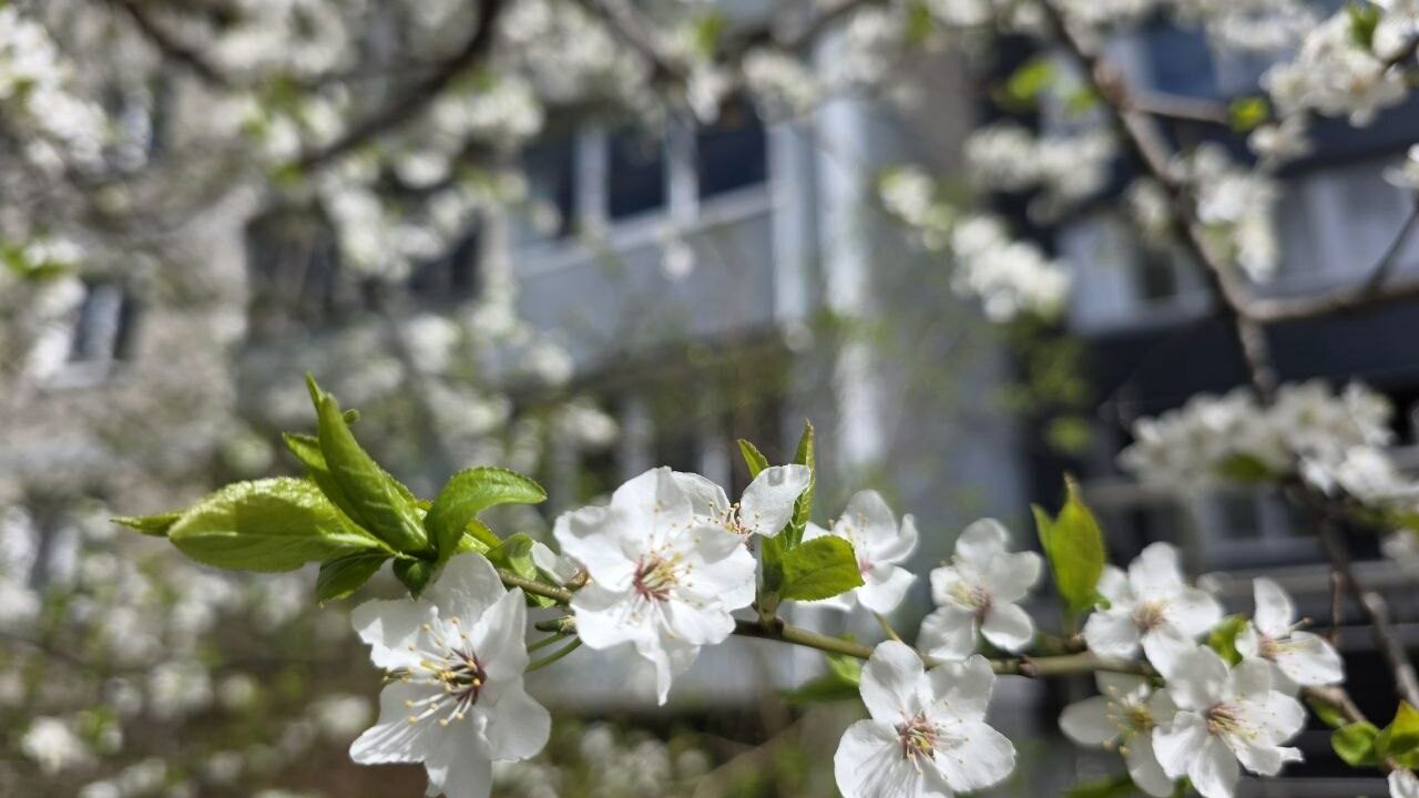 В Калининградской области ожидаются ночные заморозки и прохладный день