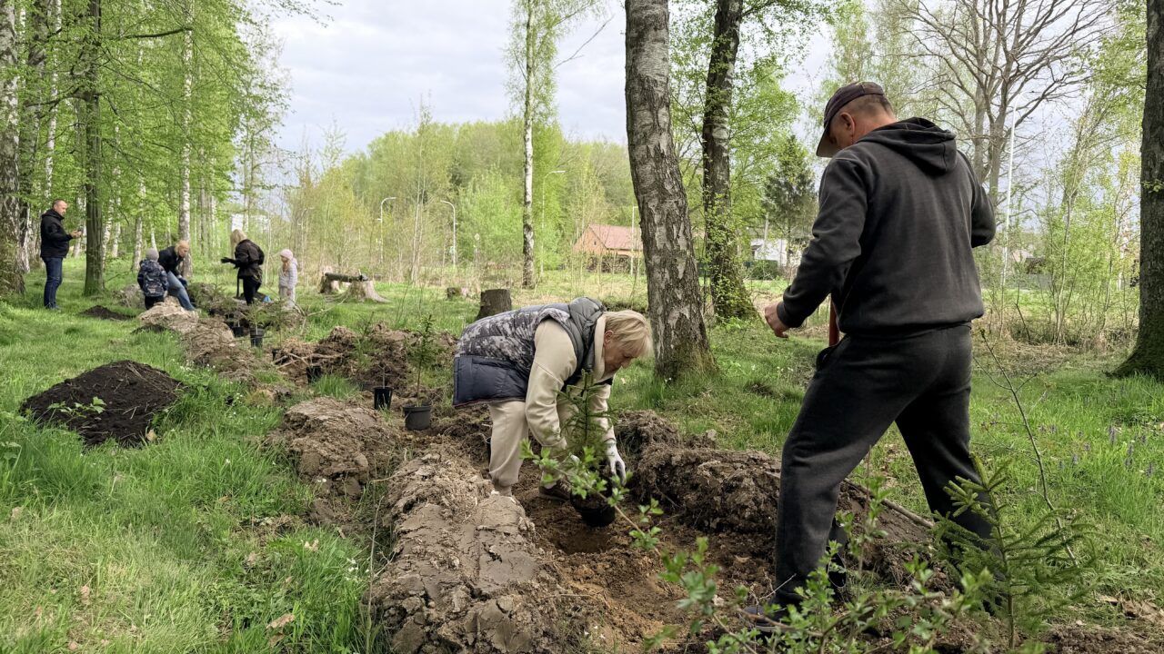 Лес памяти: В Калининграде высадили деревья к юбилею региона