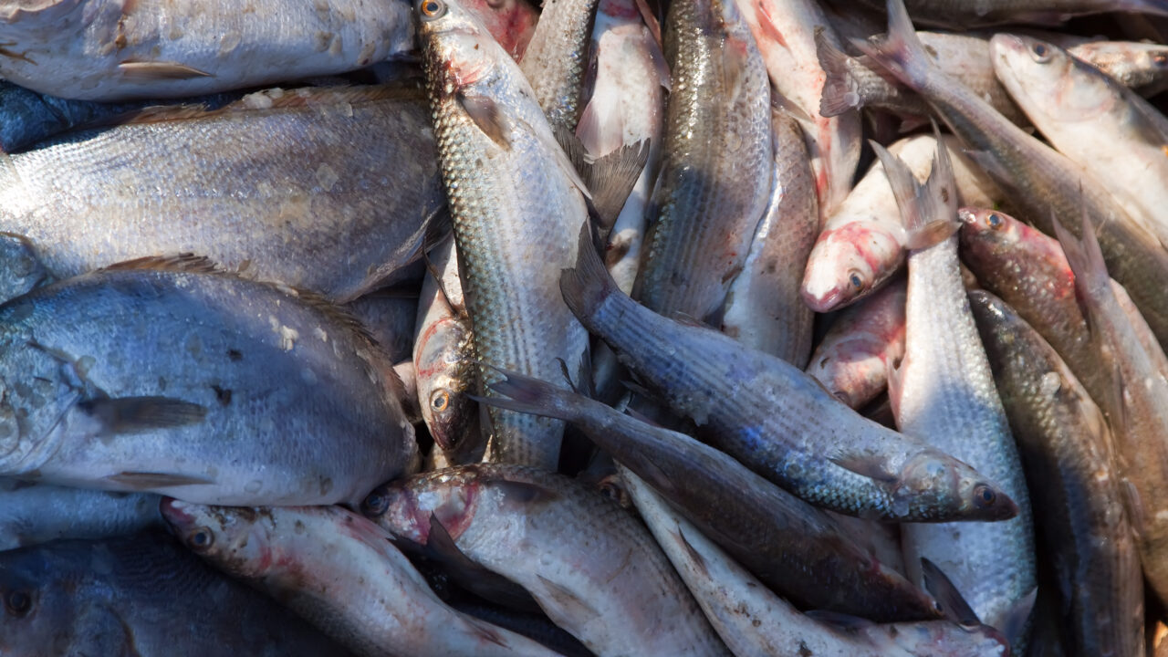 Калининградской области изъяли более 300 кг рыбной продукции
